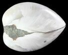 Polished Fossil Astarte Clam - Cretaceous #45809-1